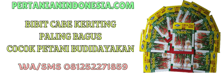 bibit,cabai keriting,bibit cabe keriting,paling bagus,petani,pertanian indonesia